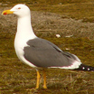 Lesser Black-backed Gull